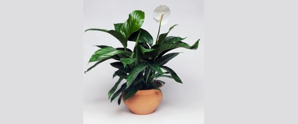 पीस लिली (Peace Lily)