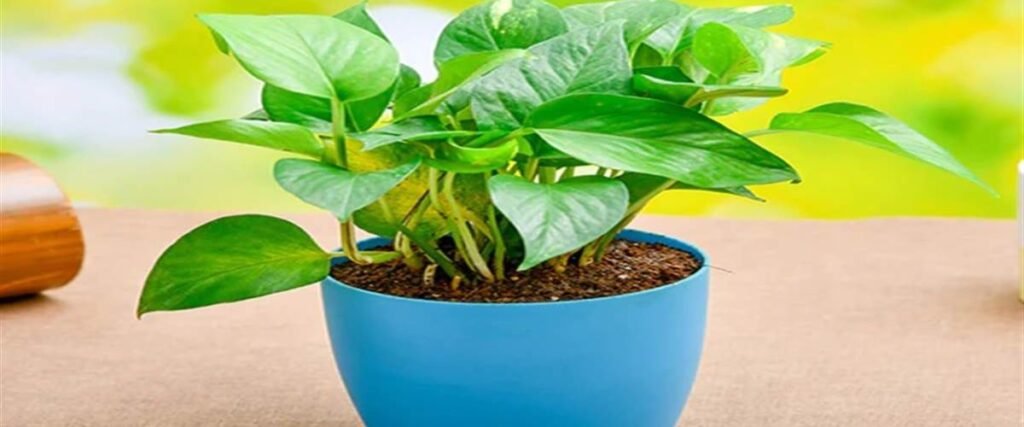 मनी प्लांट (Money Plant)