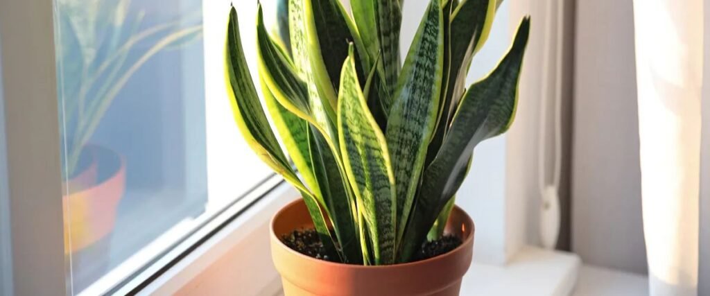 स्नेक प्लांट (Snake Plant)