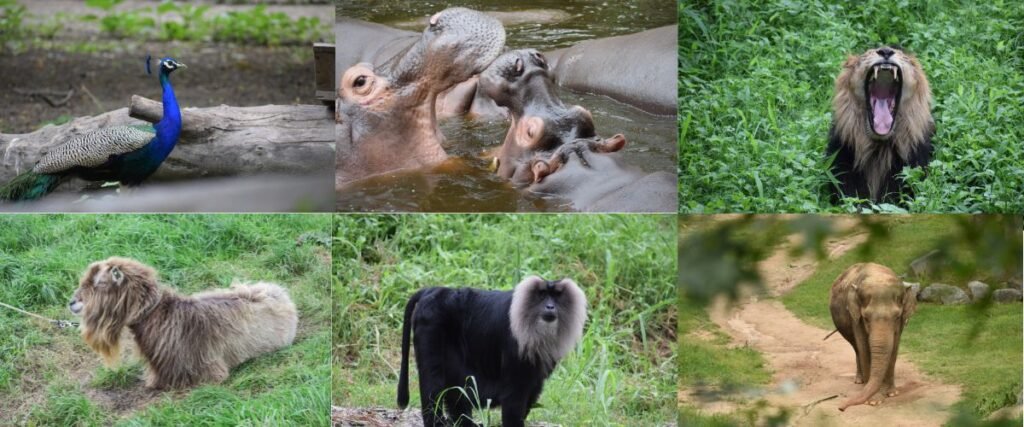 नेशनल जूलॉजिकल पार्क (दिल्ली चिड़ियाघर), National Zoological Park (Delhi Zoo), 