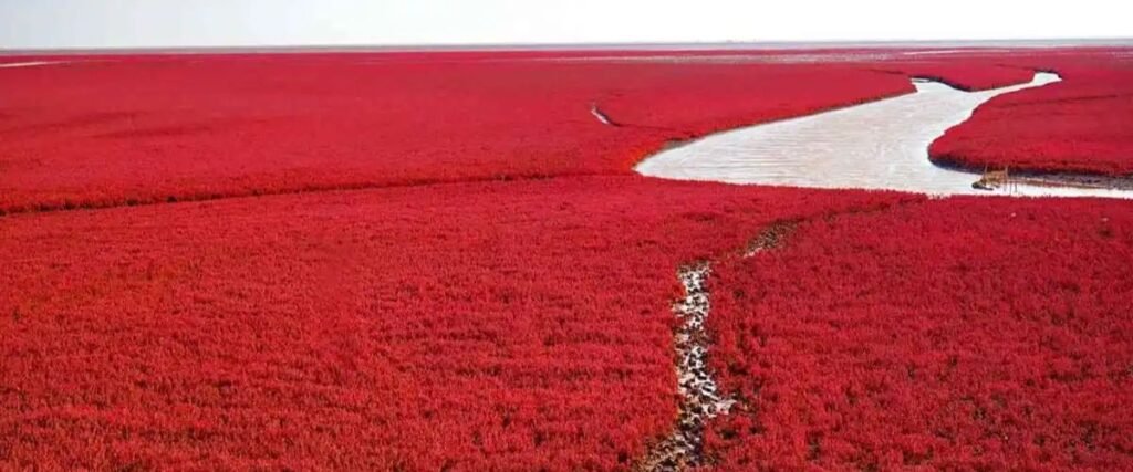 रेड बीच (Red Beach), चीन