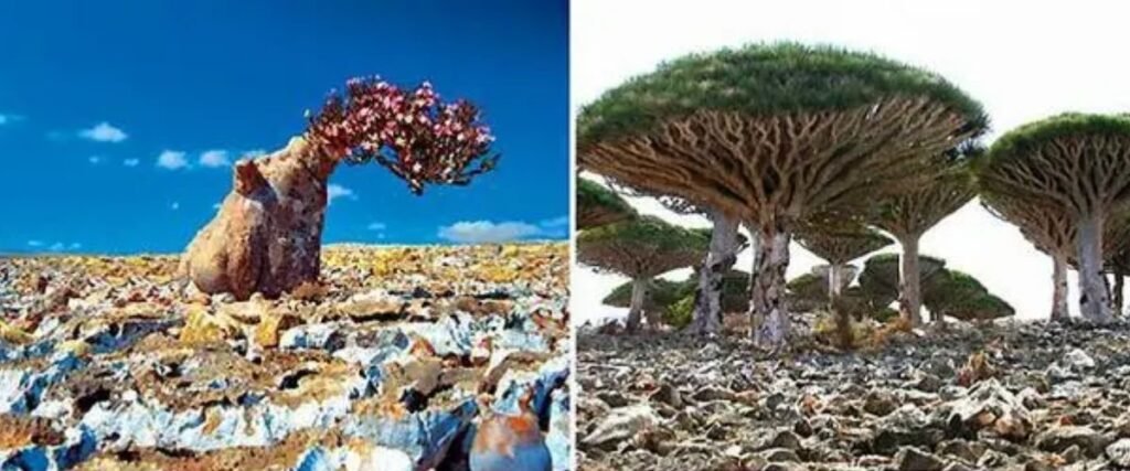 सोकॉट्रा द्वीप (Socotra Island), यमन