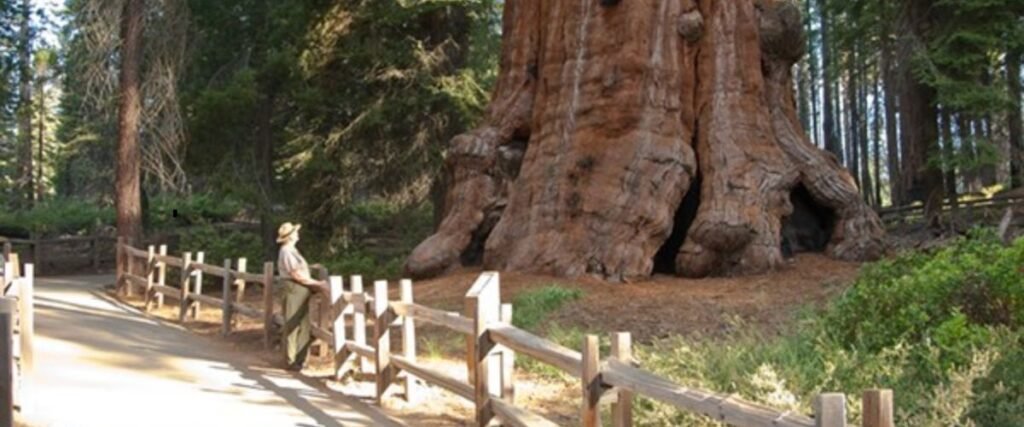 दुनिया का सबसे भारी पेड़ (Heaviest Tree)