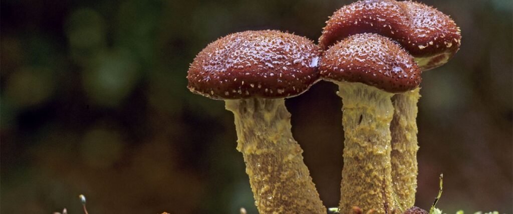 सबसे भारी मशरूम (Heaviest Mushroom)