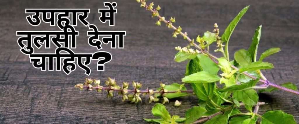 tulsi
