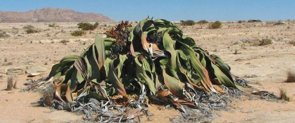 वेल्विश्चिया मिराबिलिस (Welwitschia Mirabilis):