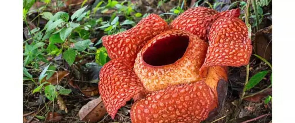 rafflesia