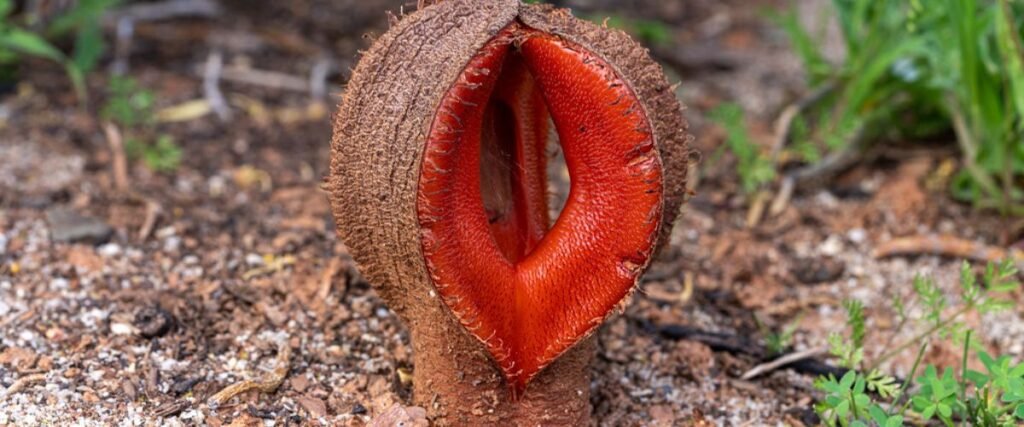 हाइडनोरा अफ़्रीकाना (Hydnora Africana):