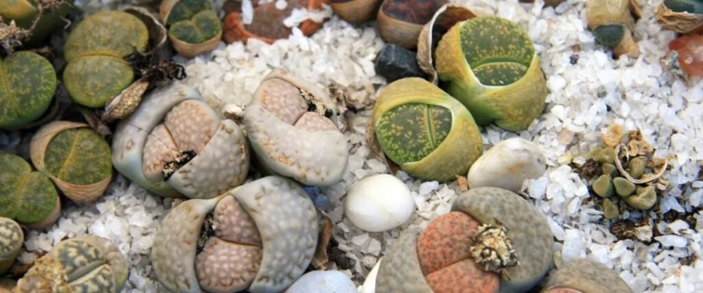 लिथोप्स (Lithops):