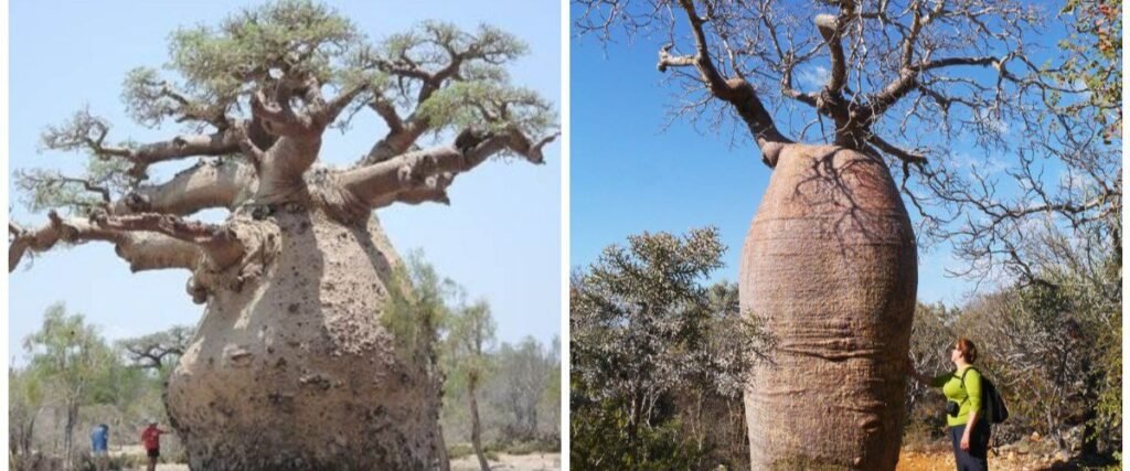 बाओबाब ट्री (Baobab Tree):