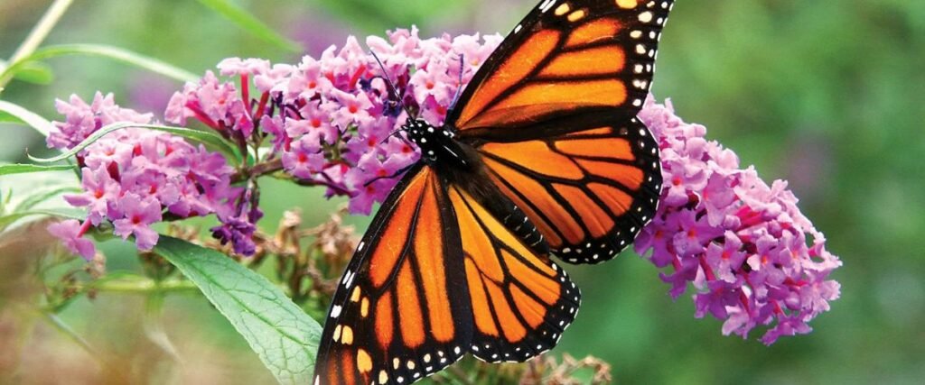 तितली झाड़ी (Butterfly Bush):