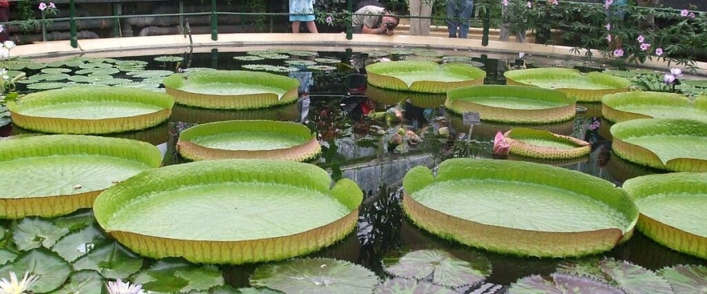 विक्टोरिया अमेजोनिका (Victoria Amazonica):